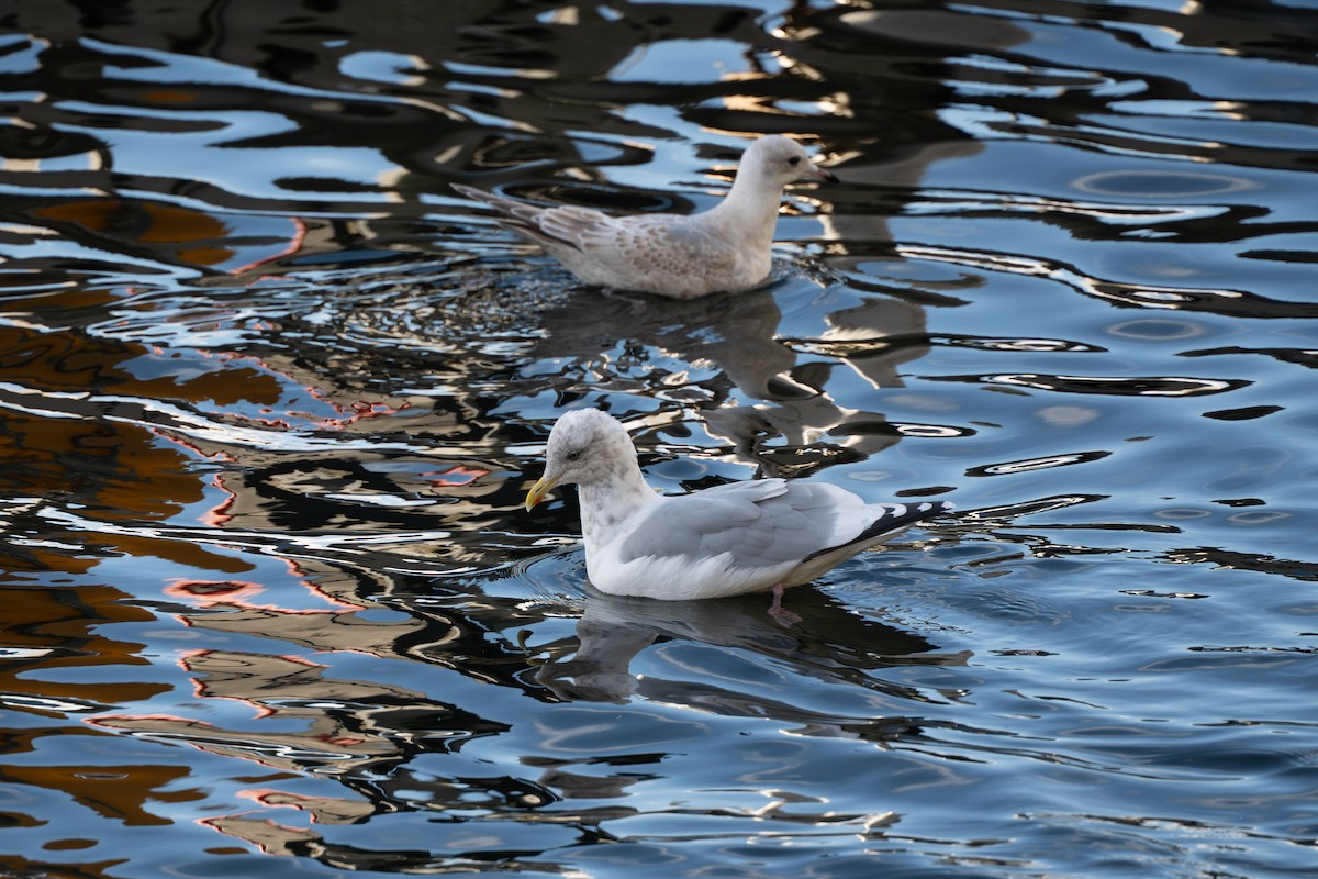 American Herring x Glaucous-winged Gull (hybrid) - ML643863963