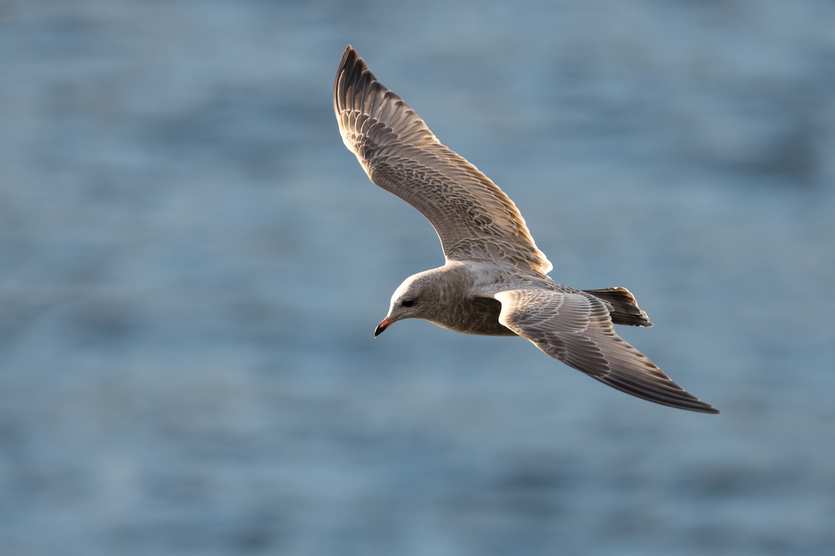 Short-billed Gull - ML643863966