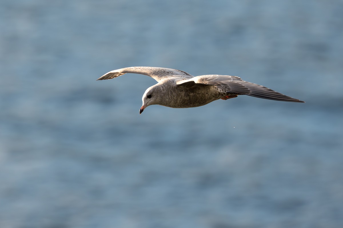 Short-billed Gull - ML643863967