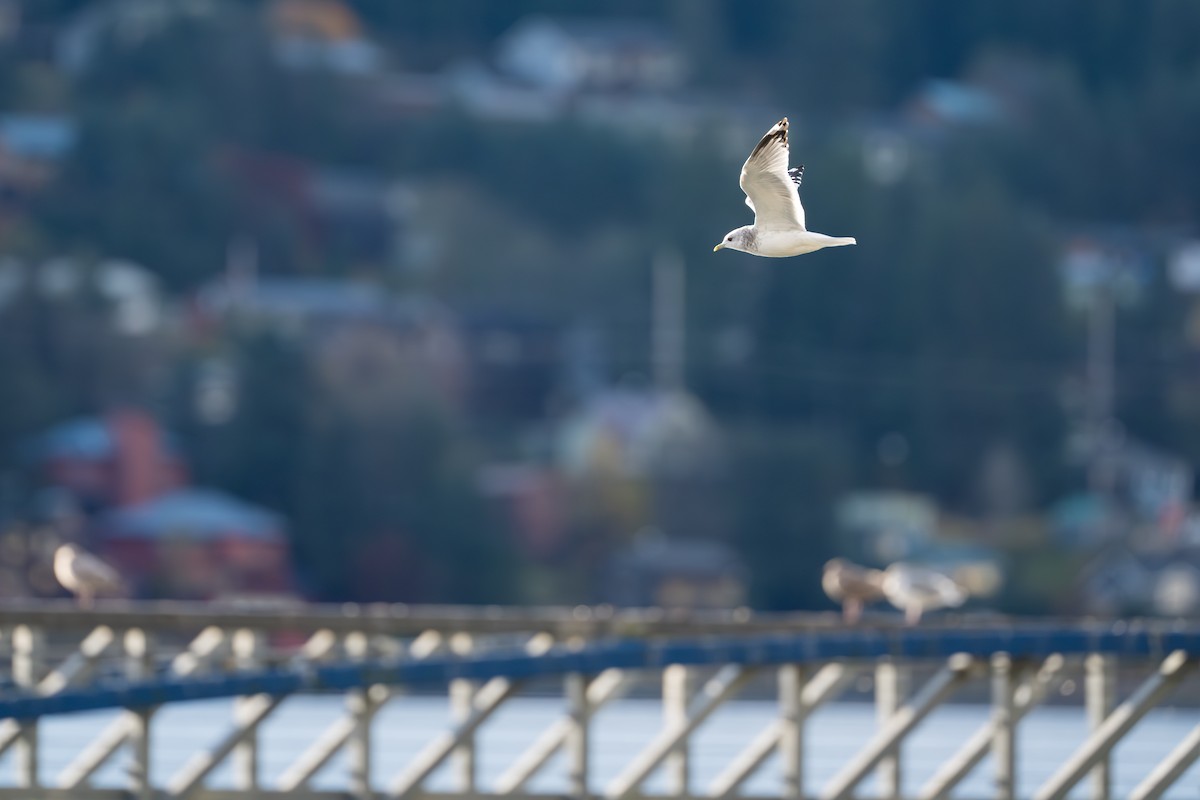 Short-billed Gull - ML643863969