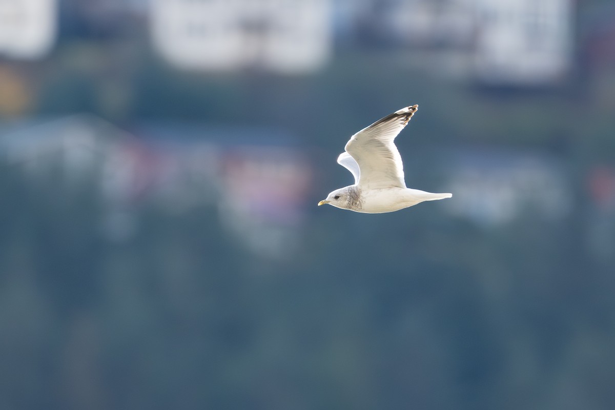 Short-billed Gull - ML643863972