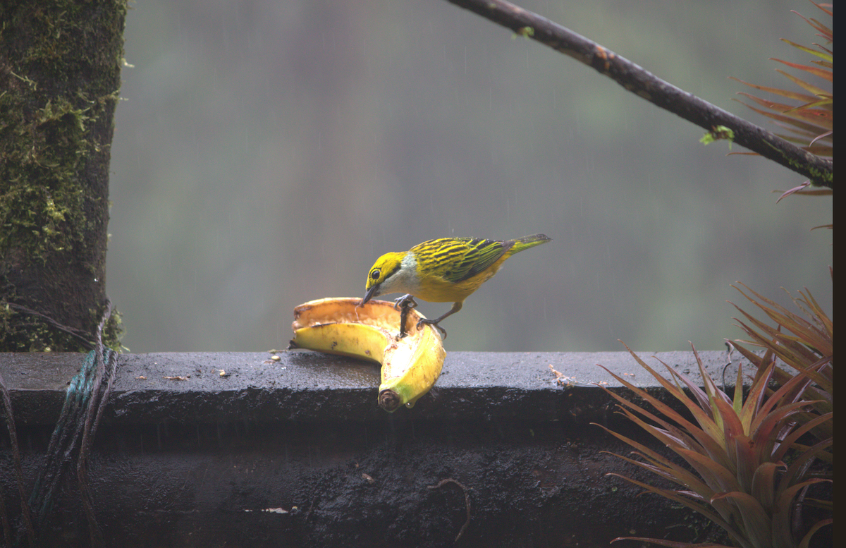 Silver-throated Tanager - ML643863982
