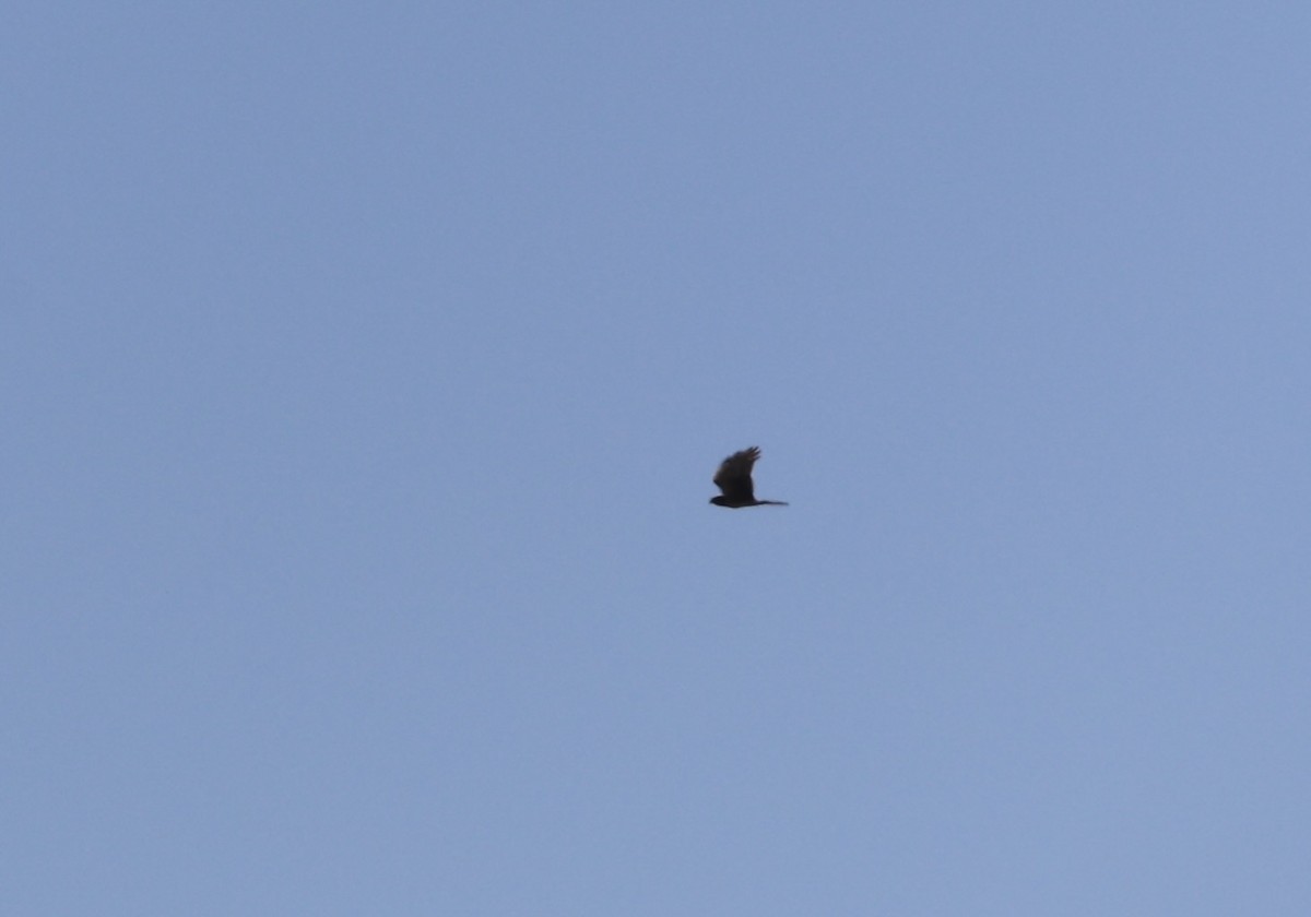 Northern Harrier - ML643863986