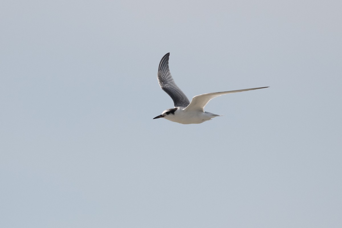 Little Tern - ML643863989