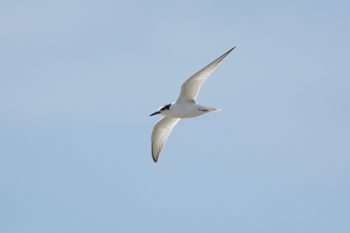 Little Tern - ML643863990