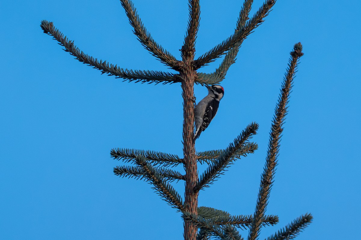 Downy Woodpecker - ML643863997