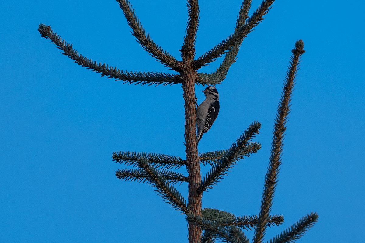Downy Woodpecker - ML643863998