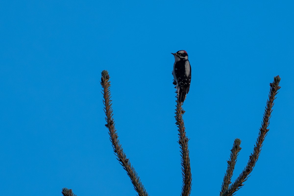 Downy Woodpecker - ML643863999
