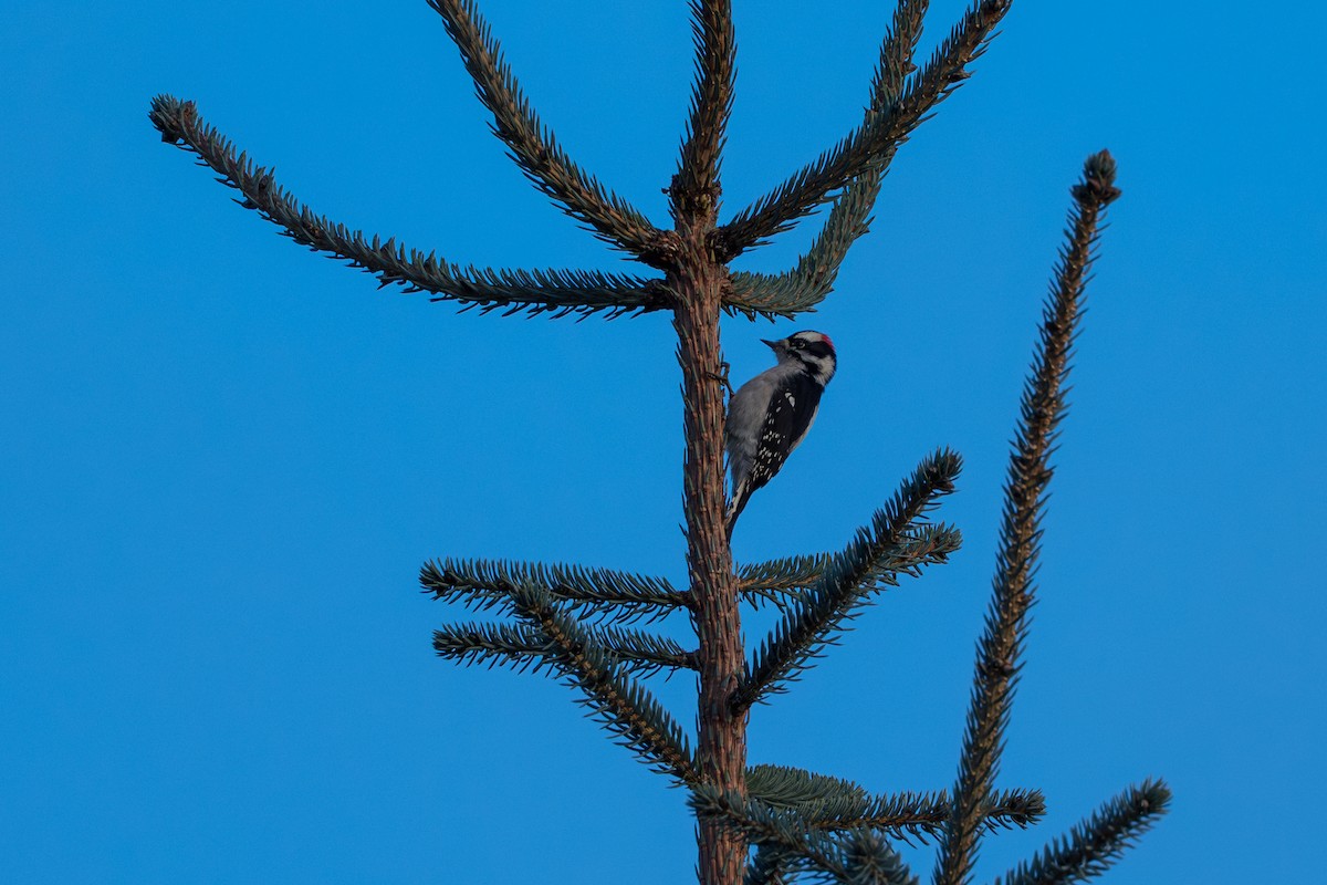 Downy Woodpecker - ML643864000