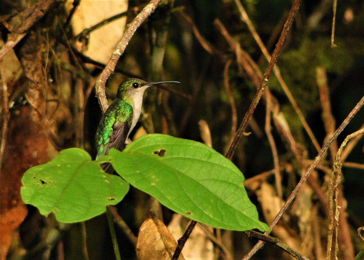 Fork-tailed Woodnymph - ML64386401