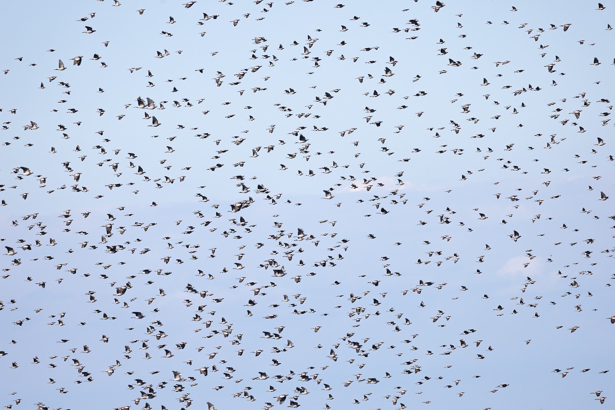 Common Wood-Pigeon - ML643864011