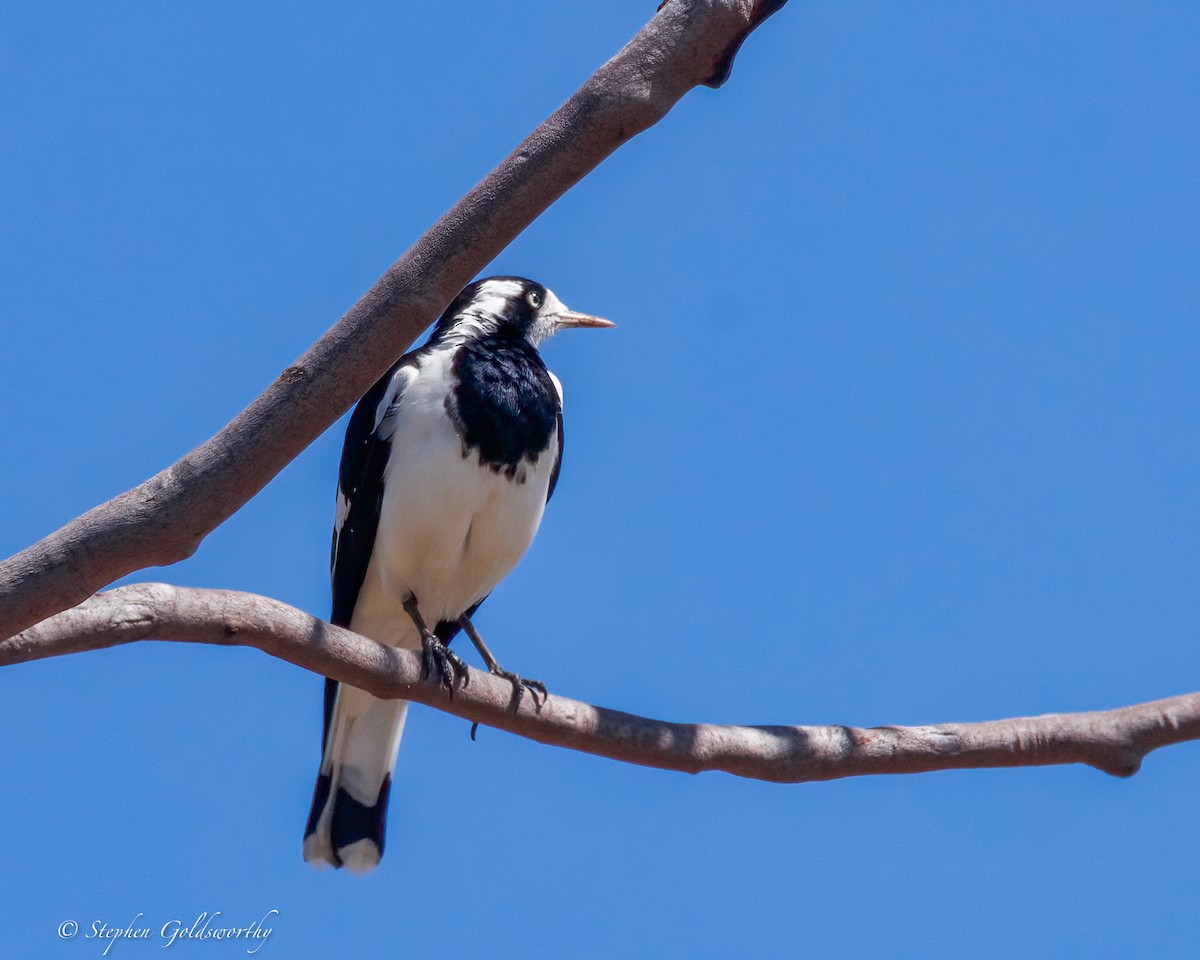 Magpie-lark - ML643864024