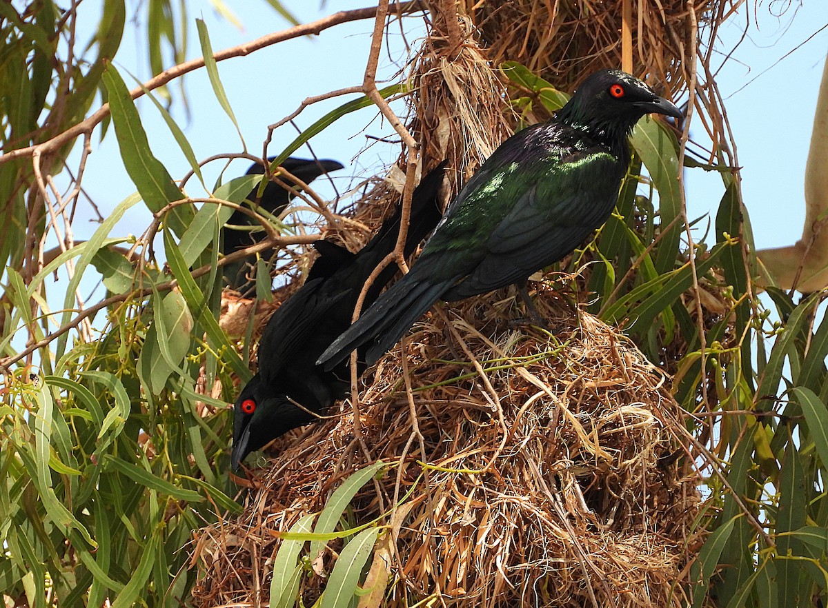 Metallic Starling - ML643864033