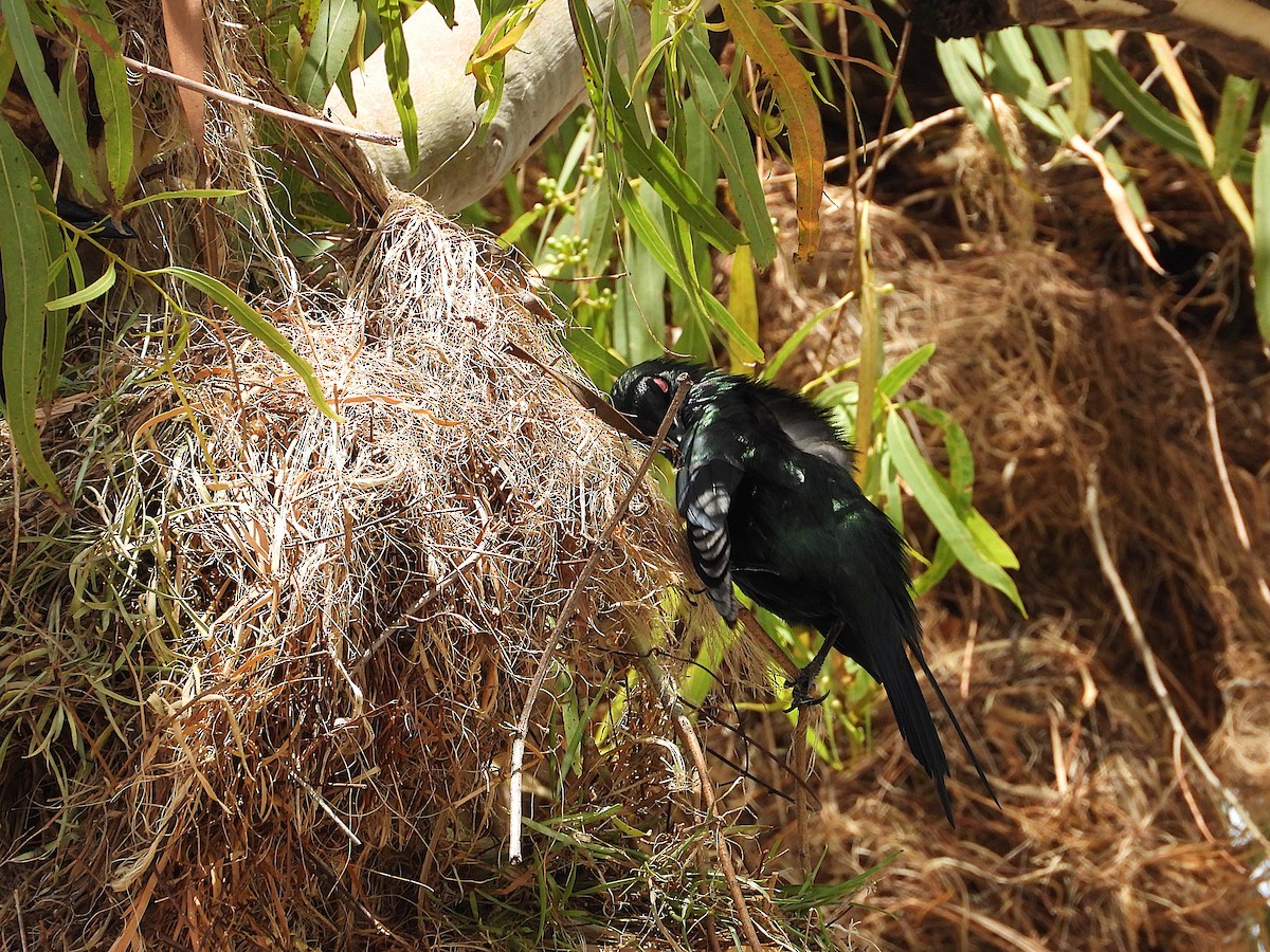 Metallic Starling - ML643864035