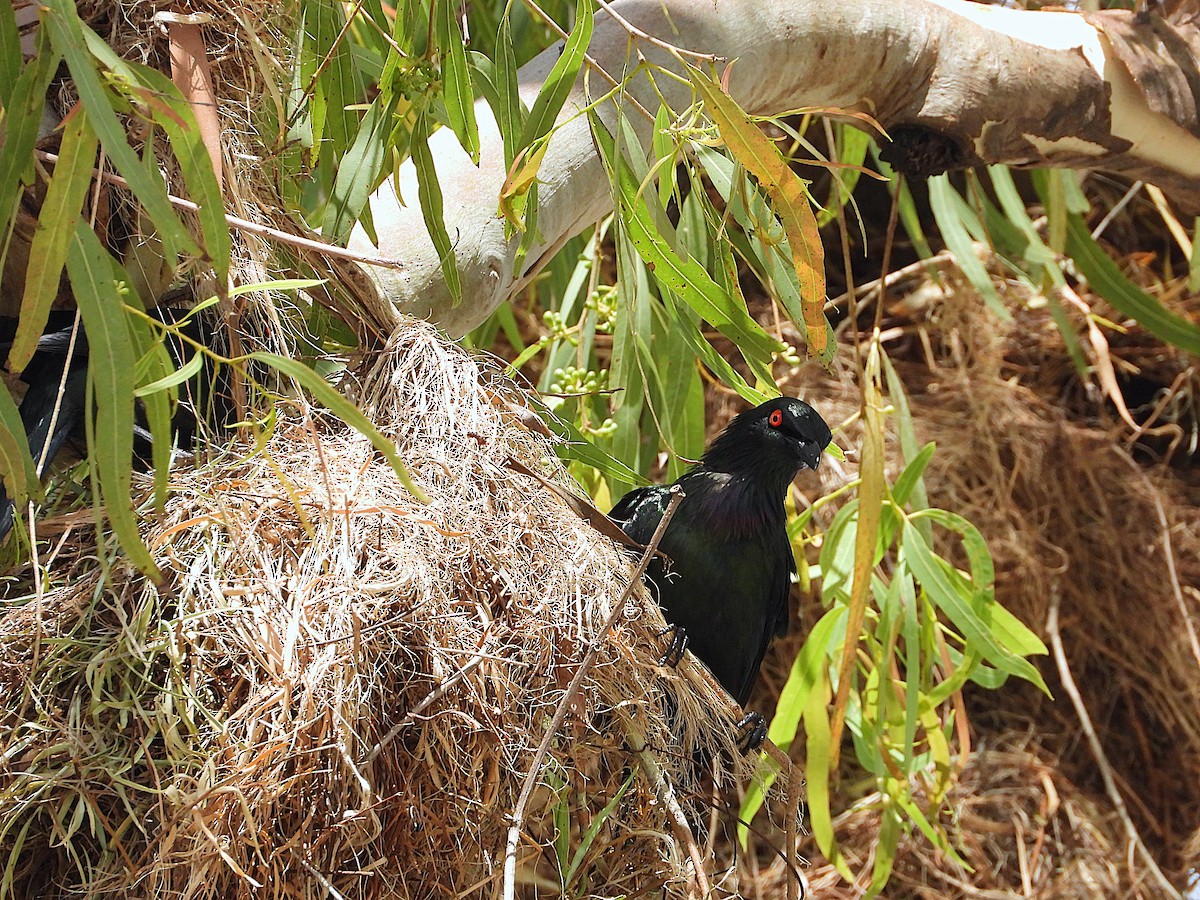 Metallic Starling - ML643864036