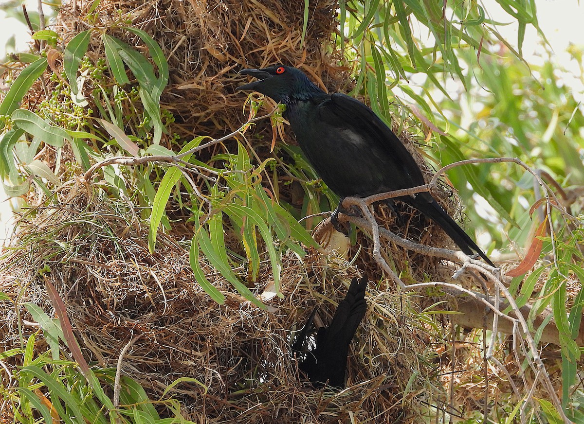 Metallic Starling - ML643864044