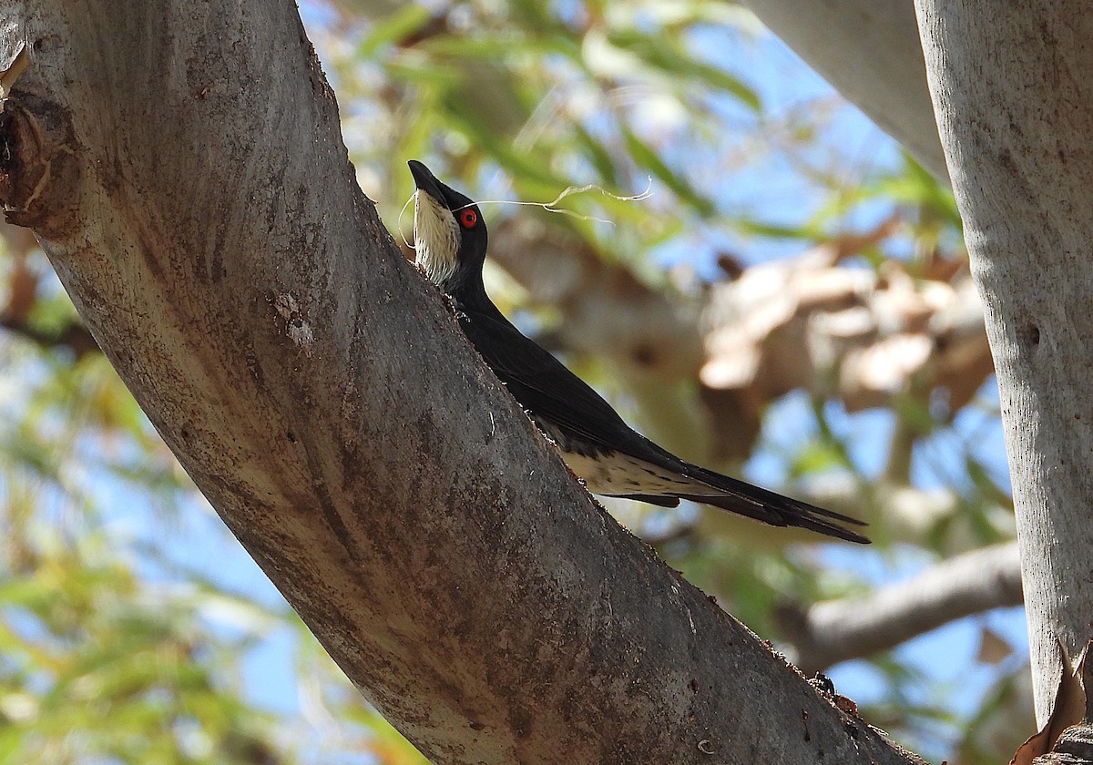 Metallic Starling - ML643864045
