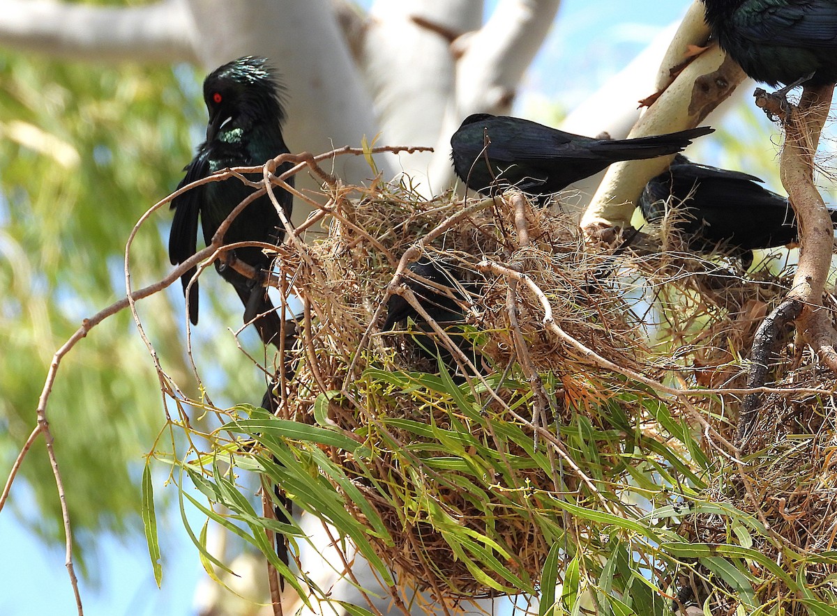 Metallic Starling - ML643864050