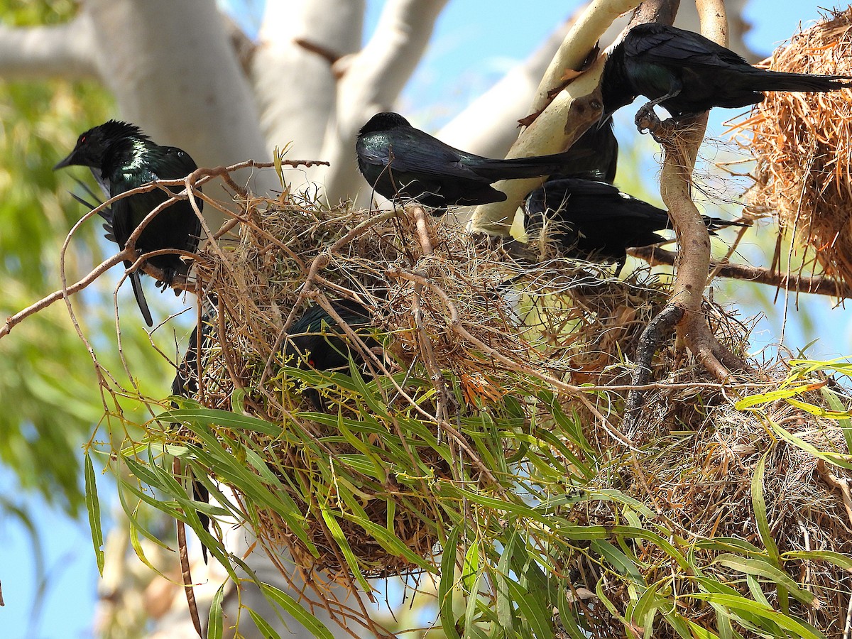 Metallic Starling - ML643864052