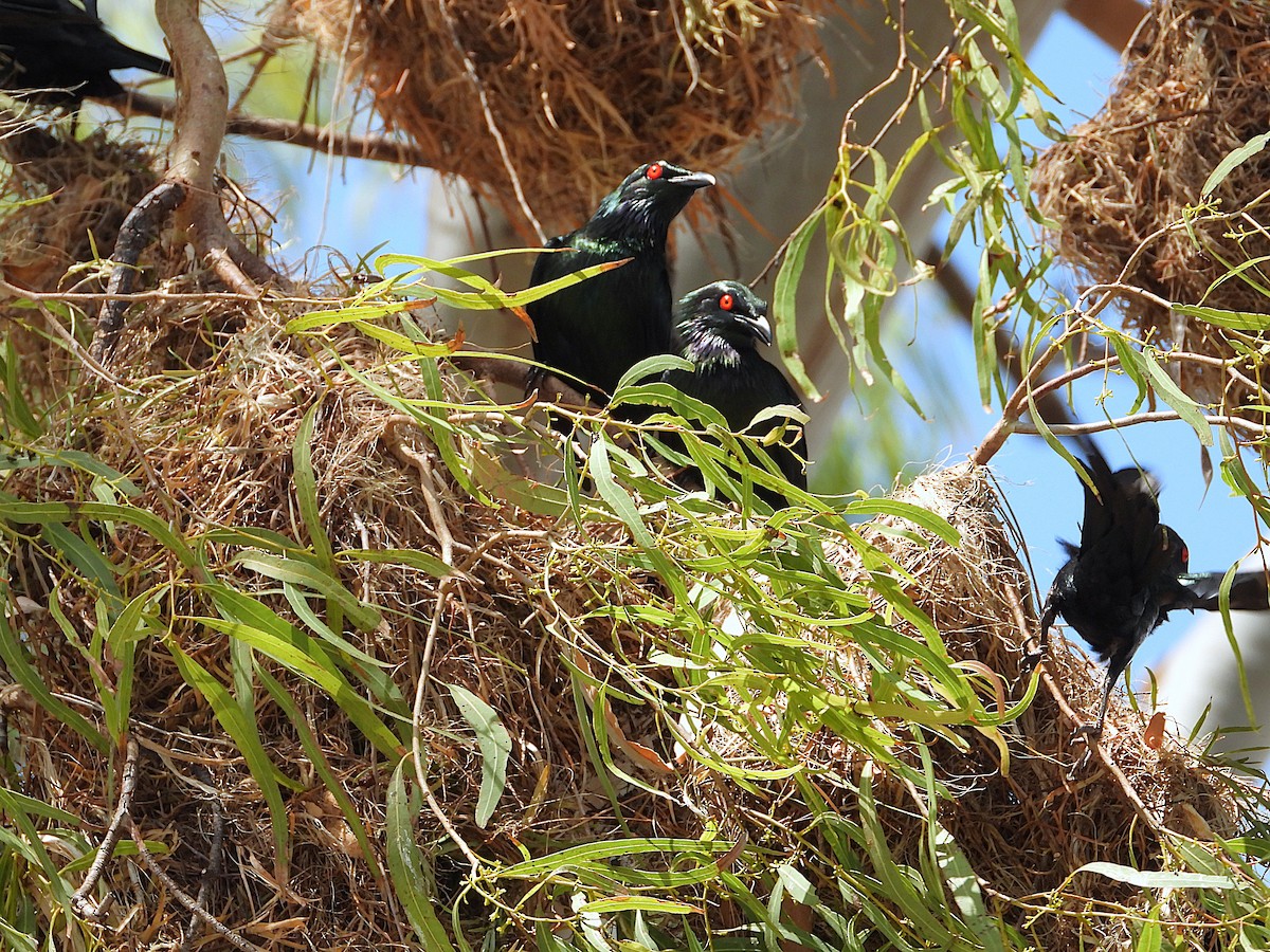 Metallic Starling - ML643864053