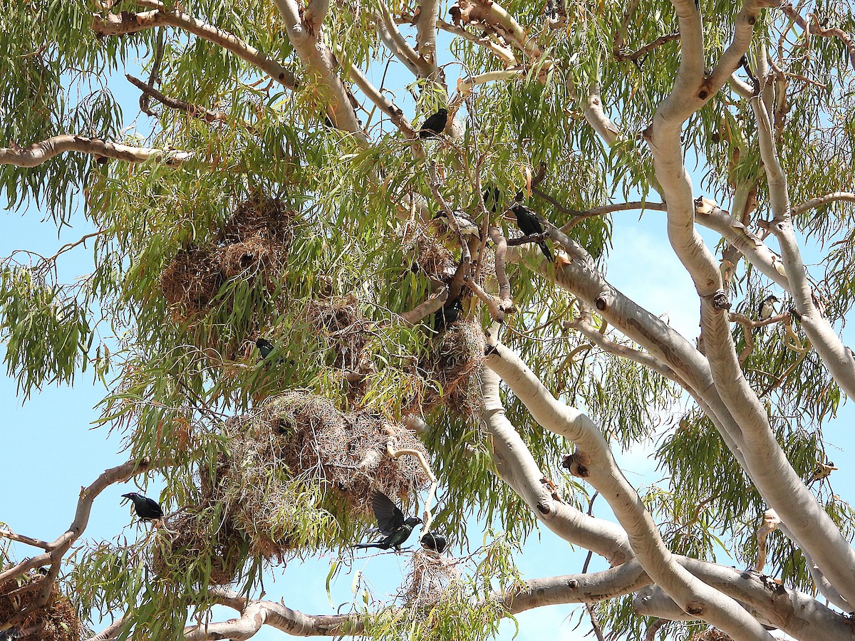 Metallic Starling - ML643864060