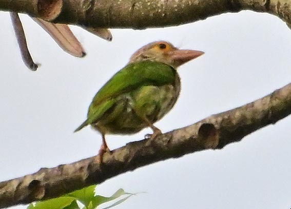 Lineated Barbet - ML643864063