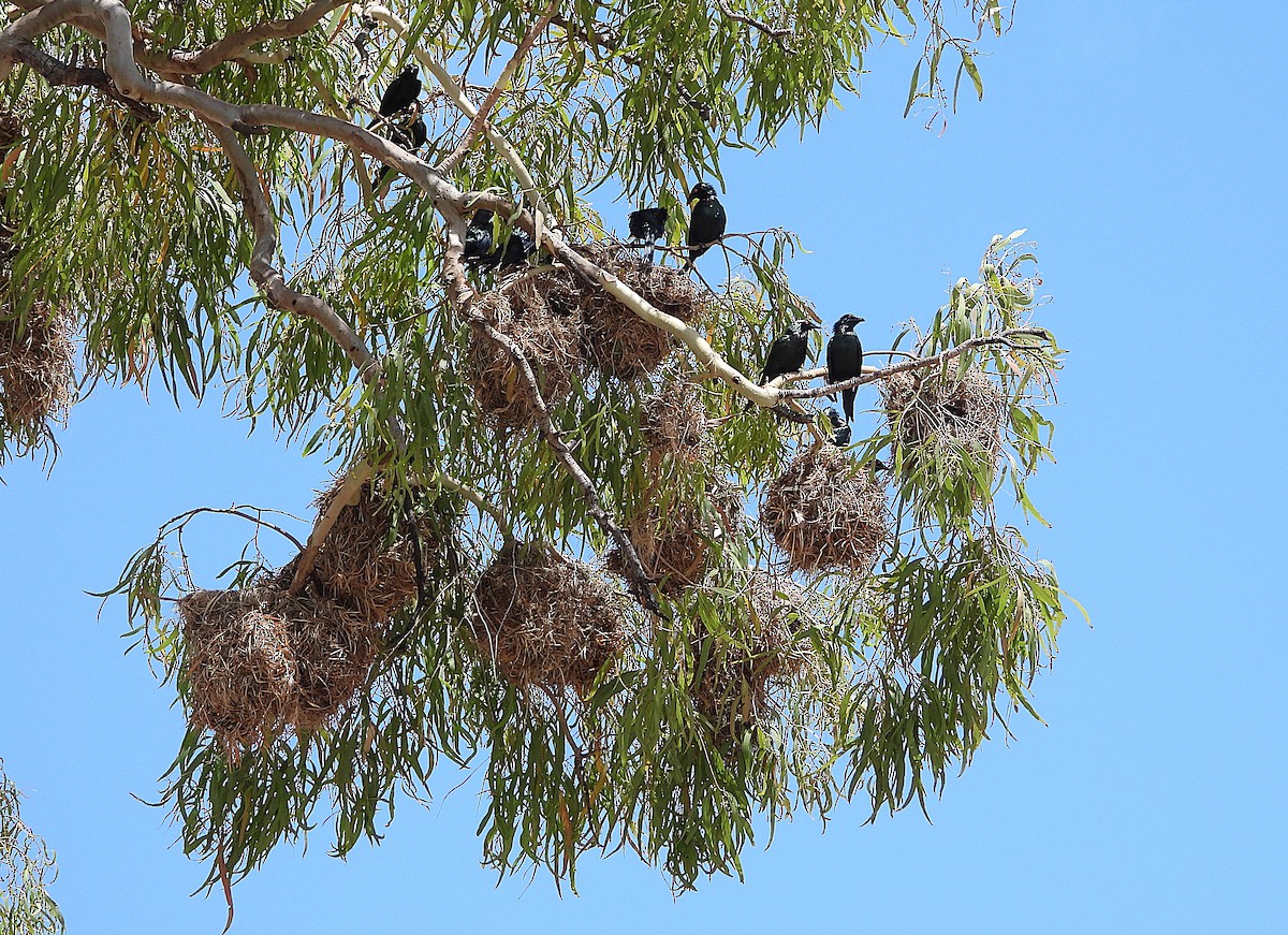 Metallic Starling - ML643864067