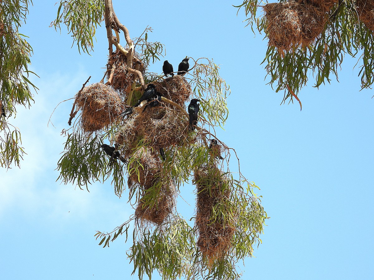 Metallic Starling - ML643864069
