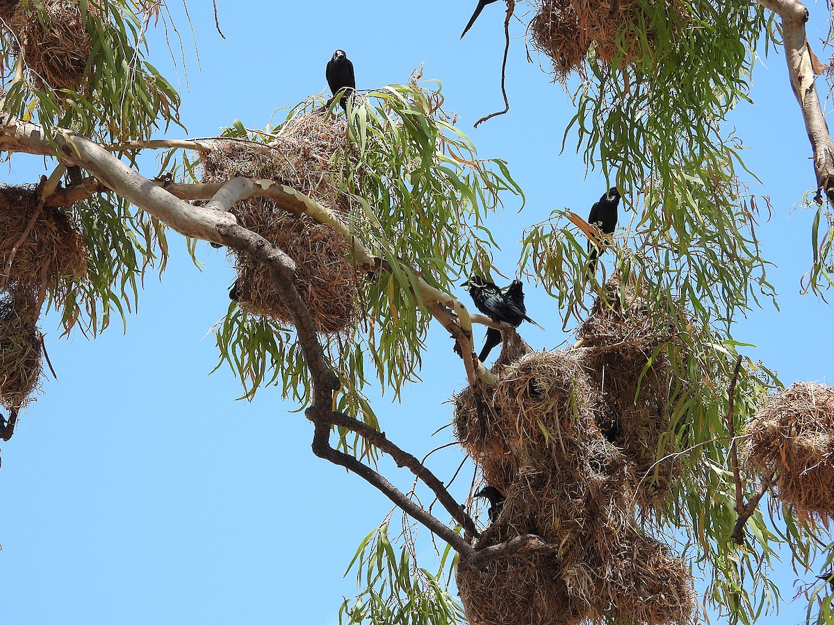 Metallic Starling - ML643864072
