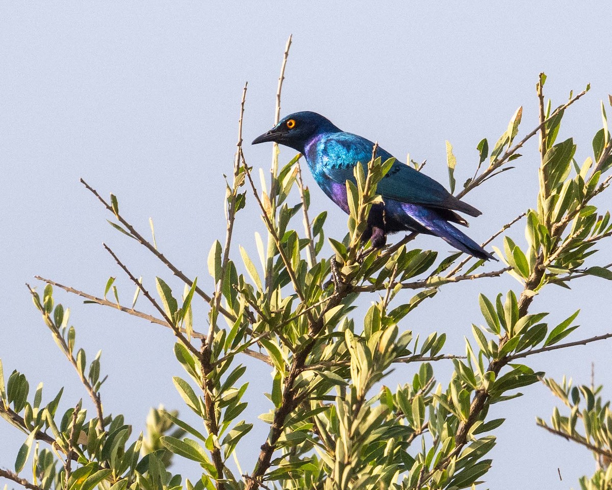 Greater Blue-eared Starling - ML643864073