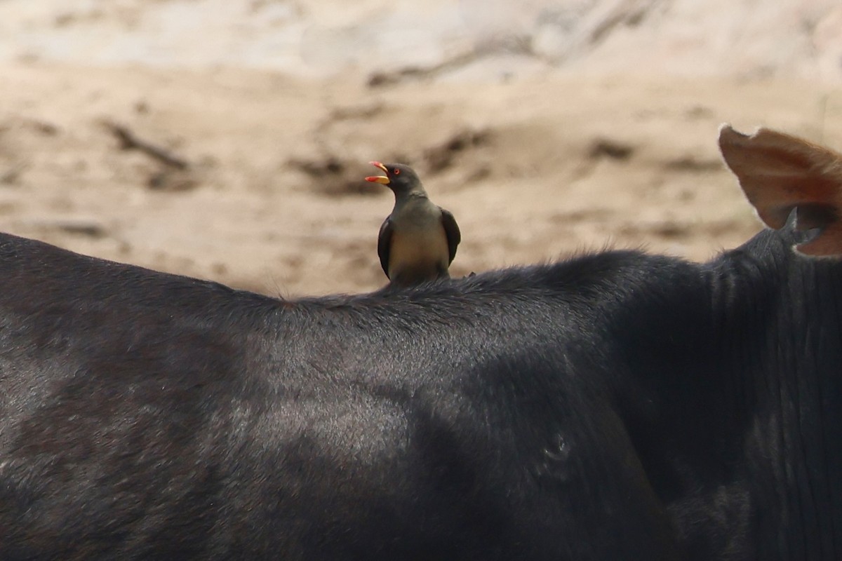 Yellow-billed Oxpecker - ML643864100