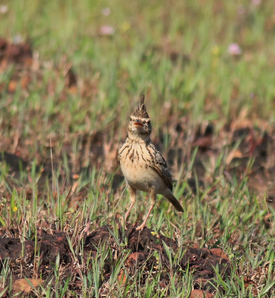 Malabar Lark - ML643864118