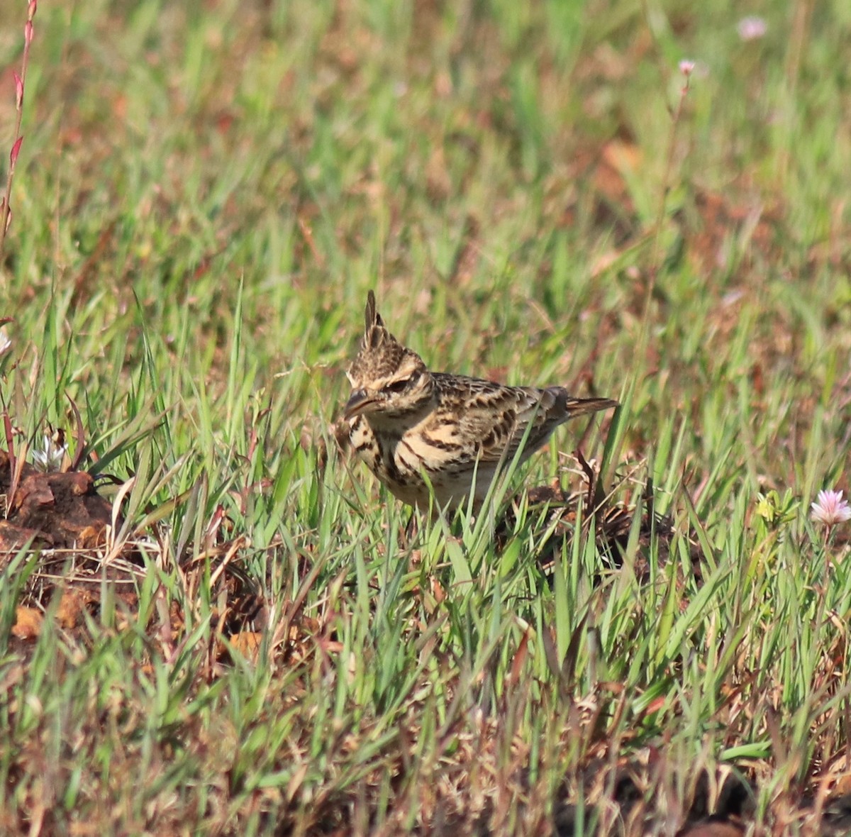 Malabar Lark - ML643864119