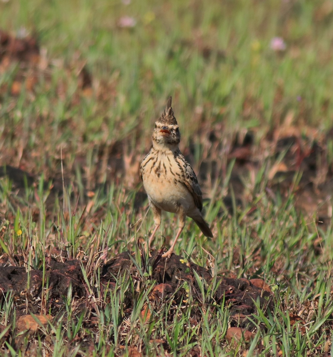 Malabar Lark - ML643864120