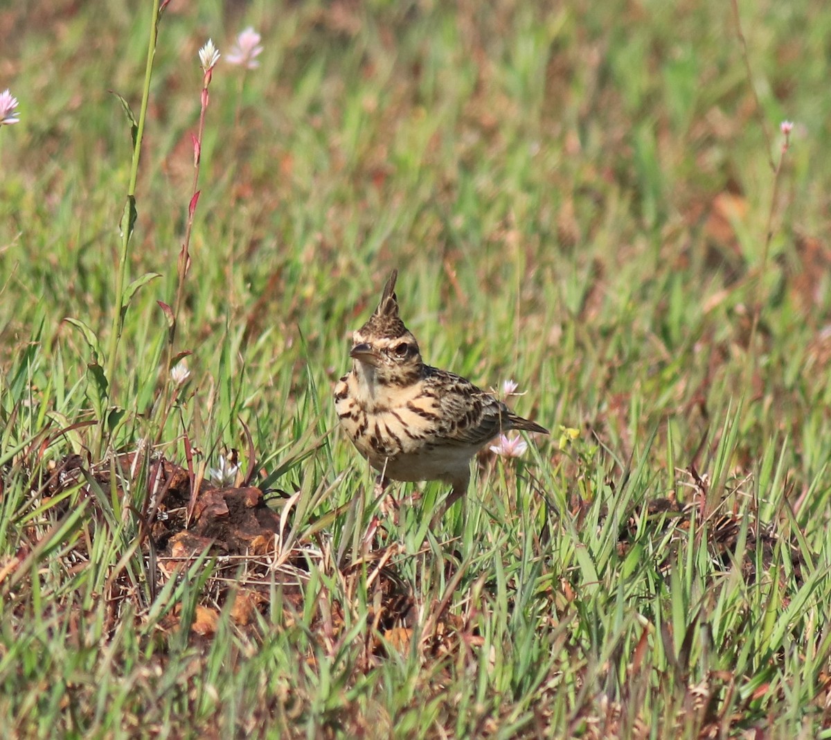 Malabar Lark - ML643864121