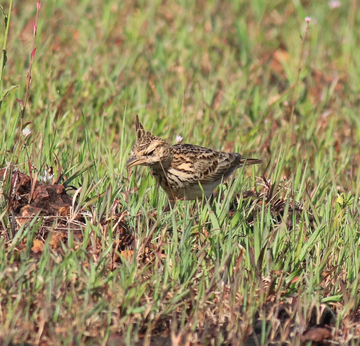 Malabar Lark - ML643864122
