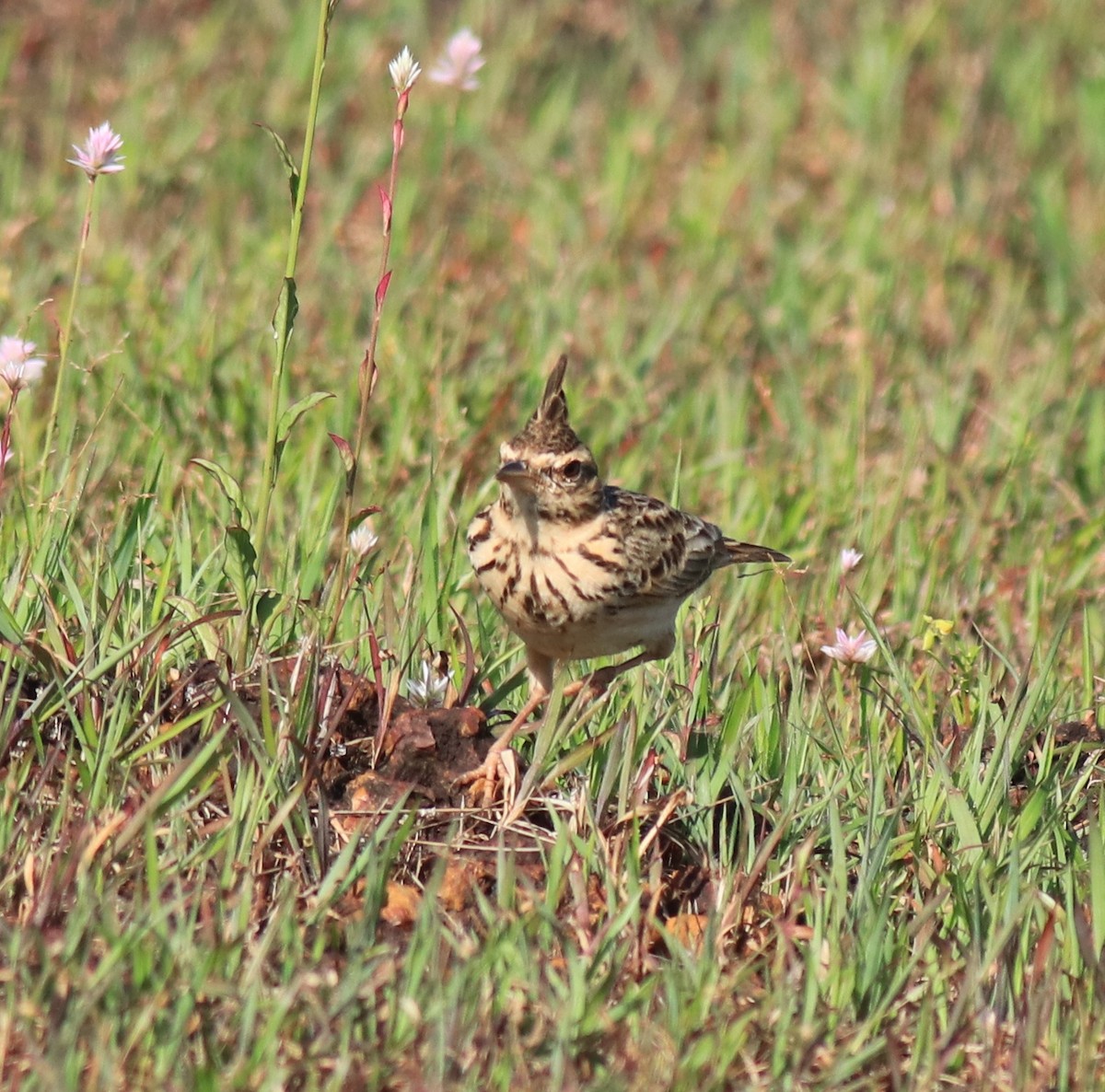 Malabar Lark - ML643864123