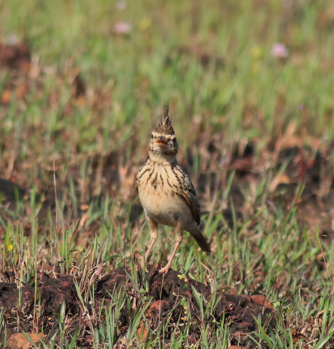 Malabar Lark - ML643864124
