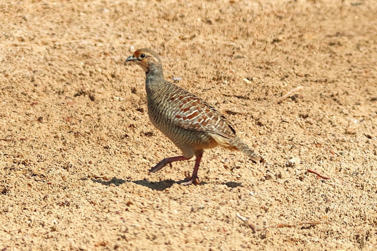 Gray Francolin - ML643864128