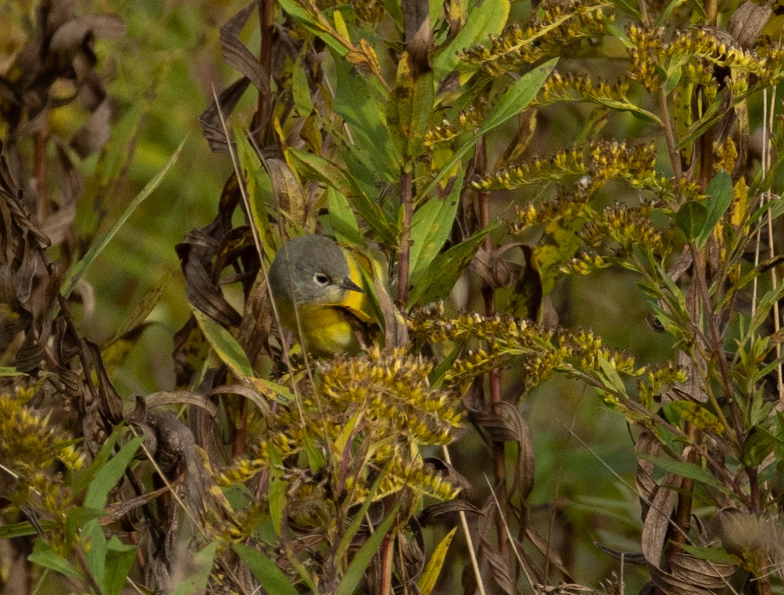 Nashville Warbler - ML643864141