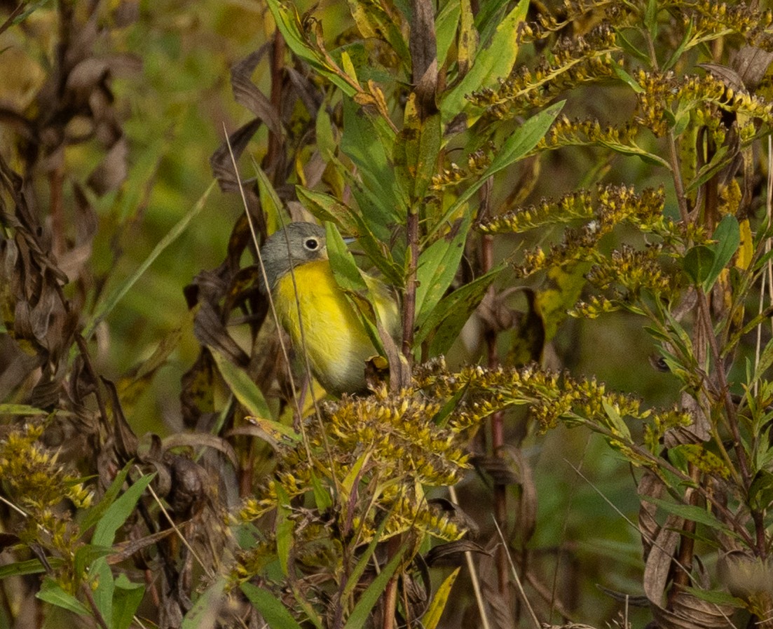 Nashville Warbler - ML643864143