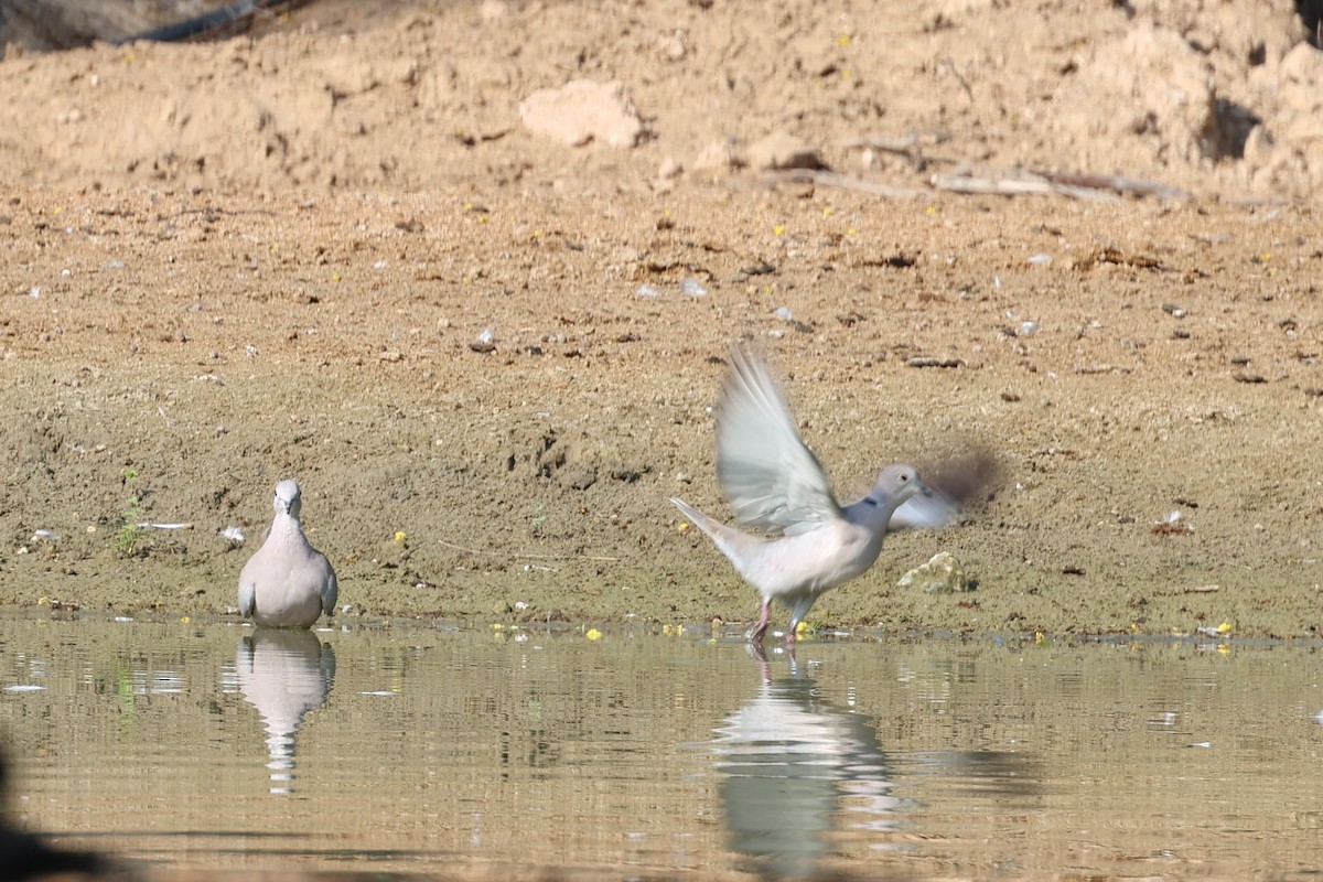 Eurasian Collared-Dove - ML643864147
