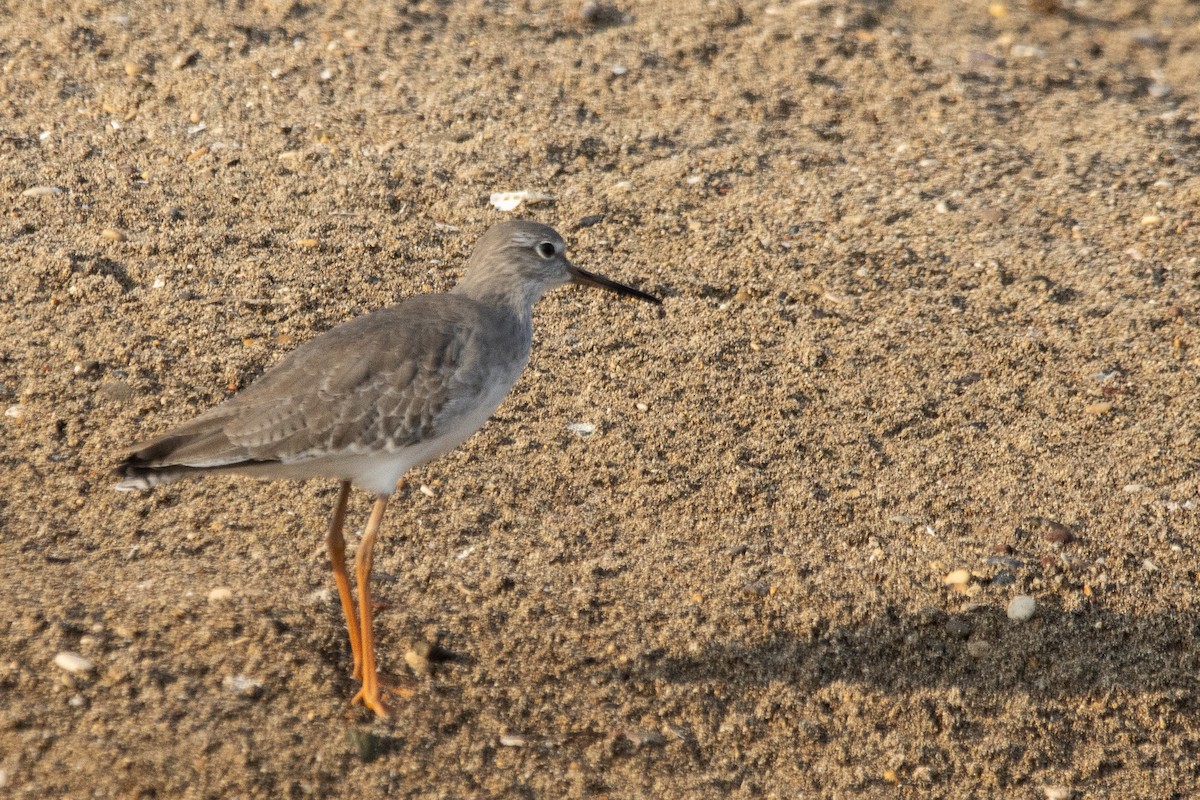 Common Redshank - ML643864187