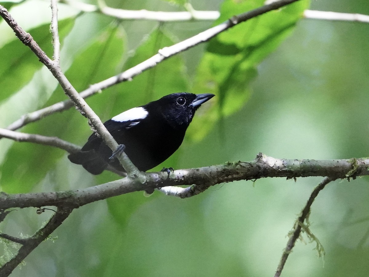 White-shouldered Tanager - ML643864197