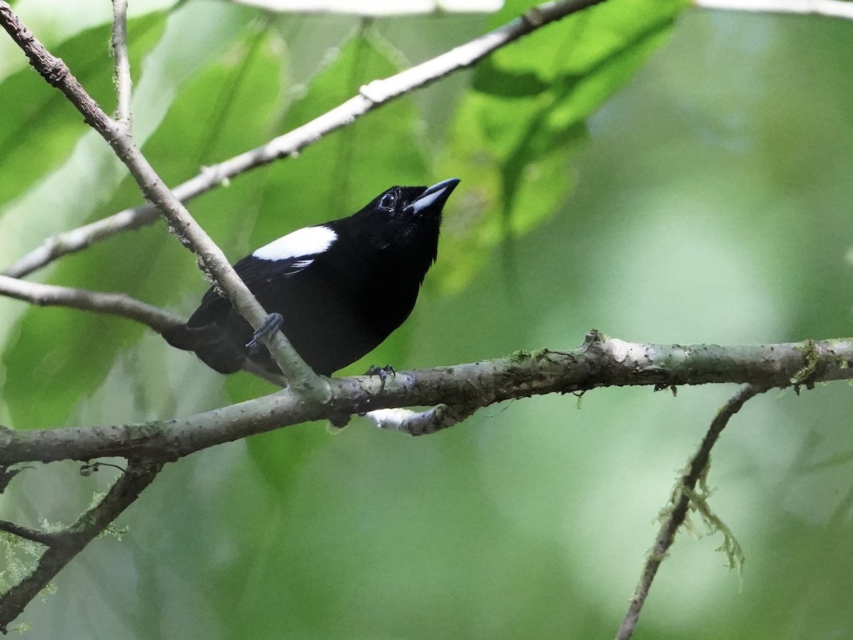 White-shouldered Tanager - ML643864198