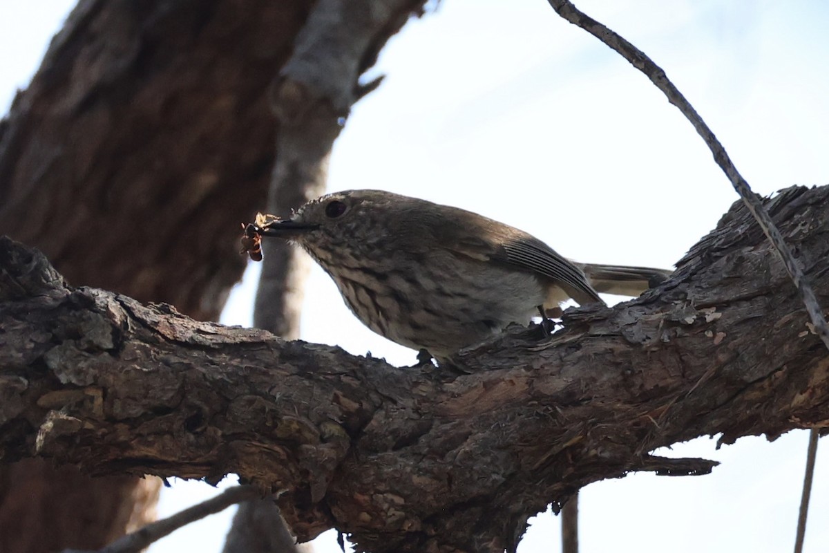 Inland Thornbill - ML643864219