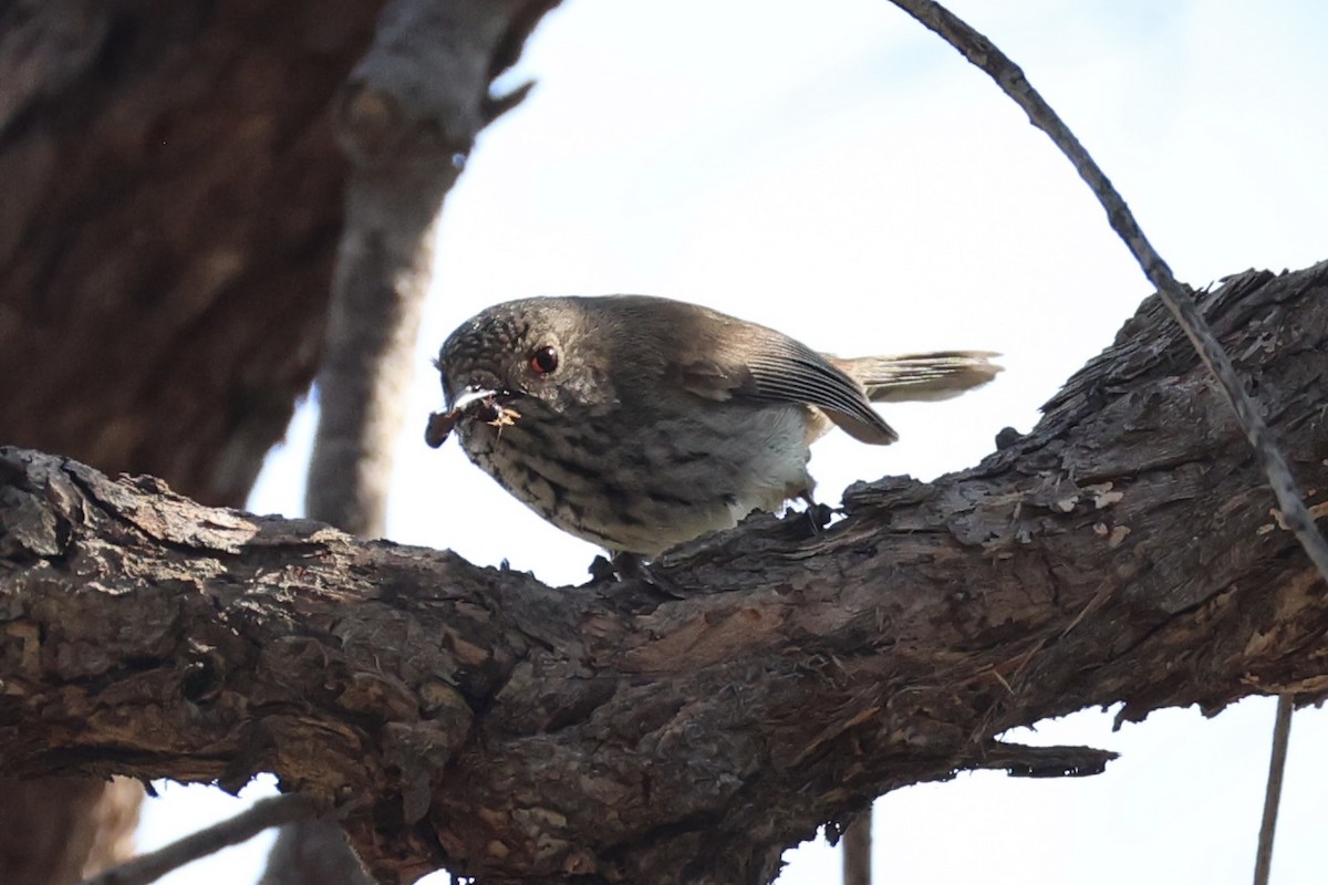 Inland Thornbill - ML643864220