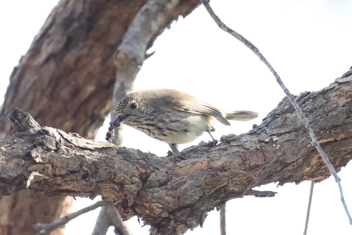Inland Thornbill - ML643864221