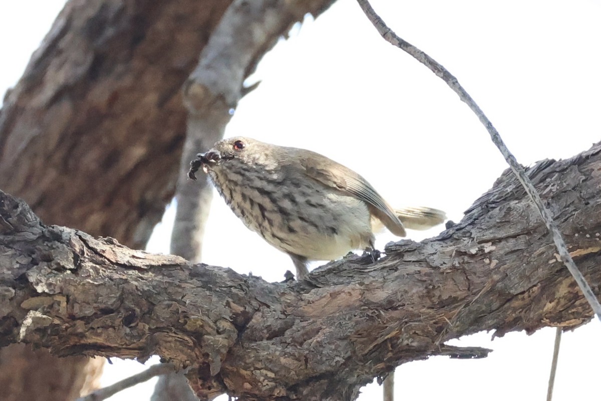 Inland Thornbill - ML643864222