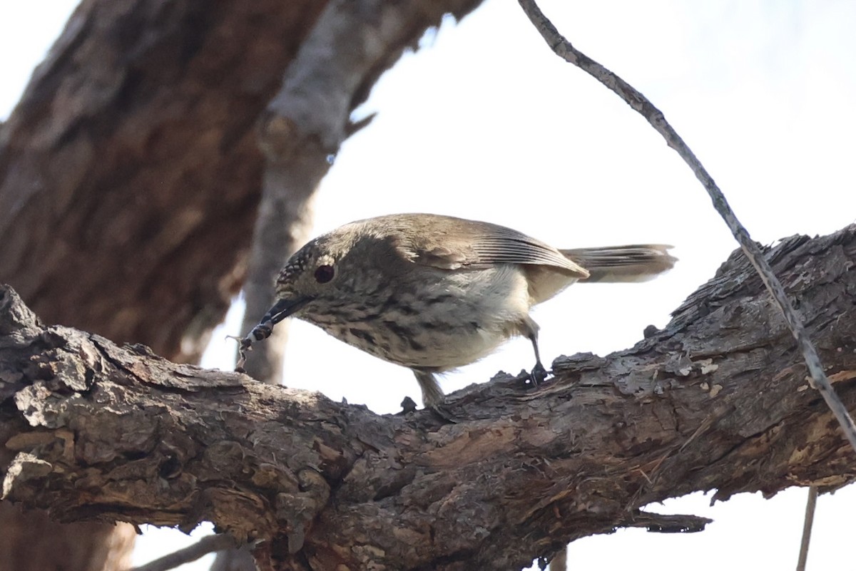 Inland Thornbill - ML643864223